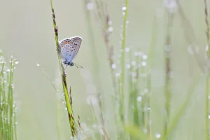 Common Blue -Polyommatus icarus- on a blade of grass Common Blue -Polyommatus icarus- on a blade of grass