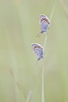 Common Blue -Polyommatus icarus- two butterflies perched on a blade of grass, North Hesse, Hesse, Germany Common Blue -Polyommatus icarus- two butterflies perched on a blade of grass, North Hesse, Hesse, Germany