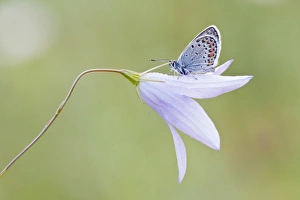 Common Blue -Polyommatus icarus- perched on a Bellflower -Campanula-, North Hesse, Hesse, Germany Common Blue -Polyommatus icarus- perched on a Bellflower -Campanula-, North Hesse, Hesse, Germany