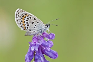 Common Blue -Polyommatus icarus- perched on a flower Common Blue -Polyommatus icarus- perched on a flower