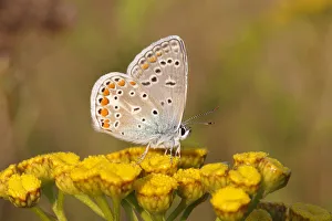 Common Blue -Polyommatus icarus- perched on a tansy, Altenseelbach, Neunkirchen, North Rhine-Westphalia, Germany Common Blue -Polyommatus icarus- perched on a tansy, Altenseelbach, Neunkirchen, North Rhine-Westphalia, Germany