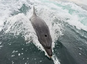 Common bottlenose dolphin -Tursiops truncatus- in Walvis Bay, Namibia Common bottlenose dolphin -Tursiops truncatus- in Walvis Bay, Namibia
