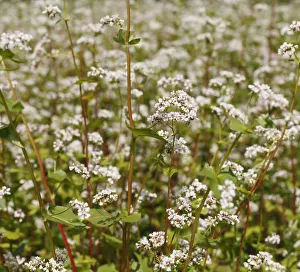 Common Buckwheat -Fagopyrum esculentum-, flowering, Franconia, Bavaria, Germany, Europe Common Buckwheat -Fagopyrum esculentum-, flowering, Franconia, Bavaria, Germany, Europe