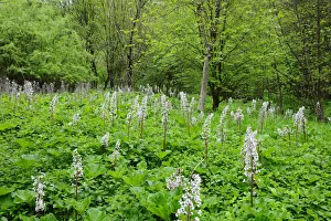 Common Butterbur (Petasites hybridus) in a swamp, Baden-Wuerttemberg, Germany, Europe Common Butterbur (Petasites hybridus) in a swamp, Baden-Wuerttemberg, Germany, Europe