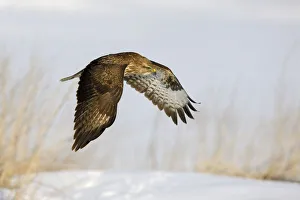 Common Buzzard -Buteo buteo- in flight over a reed habitat in winter, Swabian Alb biosphere reserve, Baden-Wurttemberg Common Buzzard -Buteo buteo- in flight over a reed habitat in winter, Swabian Alb biosphere reserve, Baden-Wurttemberg