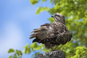 Common Buzzard -Buteo buteo- perched on a tree stump near Meersburg, Baden-Wuerttemberg, Germany, PublicGround Common Buzzard -Buteo buteo- perched on a tree stump near Meersburg, Baden-Wuerttemberg, Germany, PublicGround