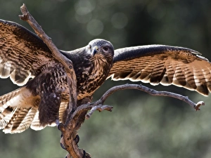 Common Buzzard (Buteo buteo) , Spain, perched on an old trunk of tree hunting. Spain Common Buzzard (Buteo buteo) , Spain, perched on an old trunk of tree hunting. Spain