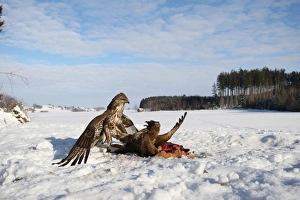 Common buzzards (Buteo buteo) in dispute over a brown hare, Allgaeu region, Bavaria, Germany, Europe Common buzzards (Buteo buteo) in dispute over a brown hare, Allgaeu region, Bavaria, Germany, Europe