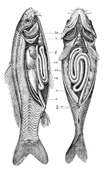 Magical world illustration/nastasic images illustrations/common carp anatomy Magical world illustration/nastasic images illustrations/common carp anatomy