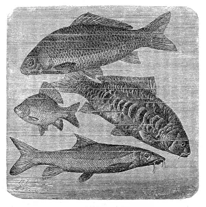 common carp, Mirror carp, Crucian carp, Barbus barbus common carp, Mirror carp, Crucian carp, Barbus barbus