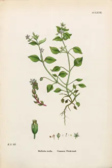 Magical world illustration/botanical illustrations/common chickweed stellaria media Magical world illustration/botanical illustrations/common chickweed stellaria media