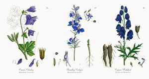 Common Columbine, Aquilegia vulgaris, Victorian Botanical Illustration, 1863 Common Columbine, Aquilegia vulgaris, Victorian Botanical Illustration, 1863