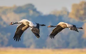Common Crane in Flight Common Crane in Flight
