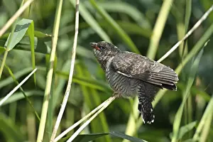 Common Cuckoo Young Bird Print