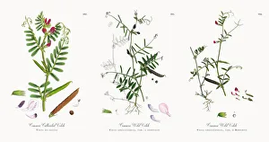 Common Cultivated Vetch, Vicia eu-sativa, Victorian Botanical Illustration, 1863 Common Cultivated Vetch, Vicia eu-sativa, Victorian Botanical Illustration, 1863