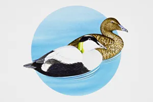 Common Eider (Somateria mollissima) ducks, adult male and female swimming on water Common Eider (Somateria mollissima) ducks, adult male and female swimming on water