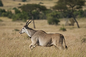 Common Eland or Eland Antilope (Taurotragus oryx), running, Serengeti National Park Common Eland or Eland Antilope (Taurotragus oryx), running, Serengeti National Park