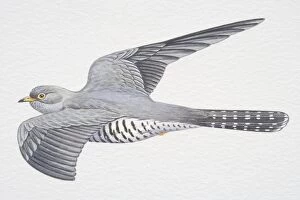 Images Dated 21st September 2006: Common or Eurasian Cuckoo (Cuculus canorus), grey wings spread in flight