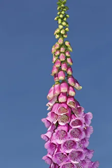 Common foxglove, purple foxglove or ladys glove -Digitalis purpurea-, medicinal plant Common foxglove, purple foxglove or ladys glove -Digitalis purpurea-, medicinal plant