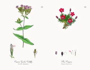 Common Garden Catchfly, Silene Armeria, Victorian Botanical Illustration, 1863 Common Garden Catchfly, Silene Armeria, Victorian Botanical Illustration, 1863