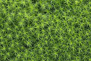 Common haircap moss, common hair moss, great gold headed or Great Goldilocks -Polytrichum Common haircap moss, common hair moss, great gold headed or Great Goldilocks -Polytrichum