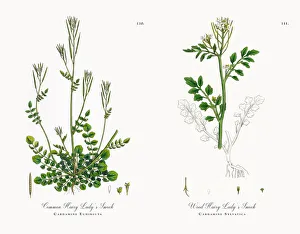 Common Hairy Ladyas Smock, Cardamine Euhirsuta, Victorian Botanical Illustration, 1863 Common Hairy Ladyas Smock, Cardamine Euhirsuta, Victorian Botanical Illustration, 1863