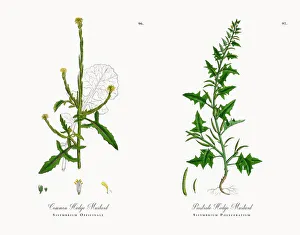 Common Hedge Mustard, Sisymbrium Officinale, Victorian Botanical Illustration, 1863 Common Hedge Mustard, Sisymbrium Officinale, Victorian Botanical Illustration, 1863