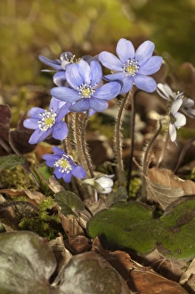 Common Hepatica, liverwort -Hepatica nobilis-, Untergroeningen, Baden-Wuerttemberg Common Hepatica, liverwort -Hepatica nobilis-, Untergroeningen, Baden-Wuerttemberg