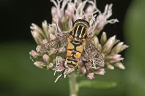 Common Hoverfly -Helophilus pendulus-, sucking nectar, Untergroeningen Common Hoverfly -Helophilus pendulus-, sucking nectar, Untergroeningen