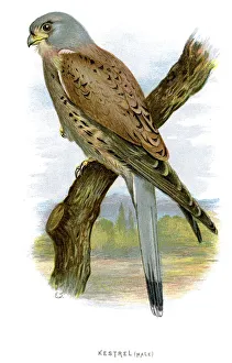 Common Kestrel - Falco tinnunculus Common Kestrel - Falco tinnunculus