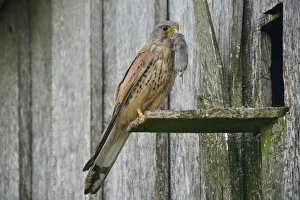 Common Kestrel -Falco tinnunculus- with captured mouse, Emsland, Lower Saxony, Germany Common Kestrel -Falco tinnunculus- with captured mouse, Emsland, Lower Saxony, Germany