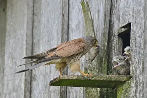 Common Kestrel -Falco tinnunculus- passes mouse to young birds, Emsland, Lower Saxony Common Kestrel -Falco tinnunculus- passes mouse to young birds, Emsland, Lower Saxony