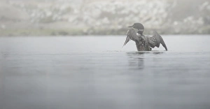 Common Loon Common Loon