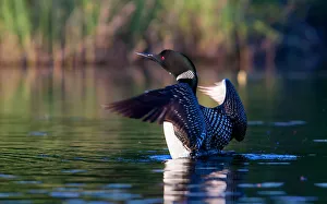 Common loon flapping its wings in the morning Common loon flapping its wings in the morning