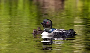 Common loon swims with chicks (Gavia immer) Common loon swims with chicks (Gavia immer)