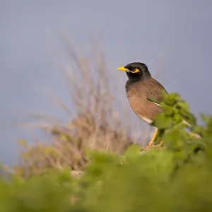Common myna Acridotheres tristis Common myna Acridotheres tristis