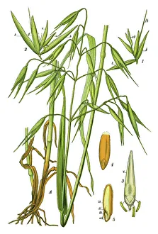 Magical world illustration/botanical illustrations medicinal herbal plant illustrations/common oat Magical world illustration/botanical illustrations medicinal herbal plant illustrations/common oat