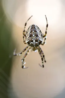 Common orb-weaving spider -Araneus sp.- on its web, Konstanz, Baden-Wuerttemberg, Germany Common orb-weaving spider -Araneus sp.- on its web, Konstanz, Baden-Wuerttemberg, Germany