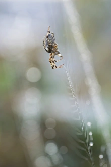 Common orb-web spider -Araneus sp.- on its web, Konstanz, Baden-Wuerttemberg, Germany Common orb-web spider -Araneus sp.- on its web, Konstanz, Baden-Wuerttemberg, Germany