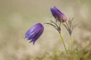 Common Pasque Flower -Pulsatilla vulgaris, Anemone pulsatilla L.-, Gillesbachtal, Kalkeifel, Eifel Common Pasque Flower -Pulsatilla vulgaris, Anemone pulsatilla L.-, Gillesbachtal, Kalkeifel, Eifel