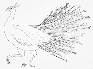 Common Peafowl or Peacock (Pavo cristatus), side view Common Peafowl or Peacock (Pavo cristatus), side view