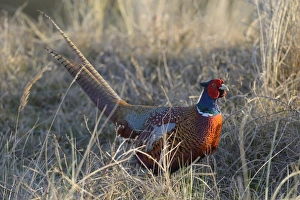 Common Pheasant -Phasianus colchicus- in the evening light, Duinen van Texel National Park, Texel, West Frisian Islands Common Pheasant -Phasianus colchicus- in the evening light, Duinen van Texel National Park, Texel, West Frisian Islands