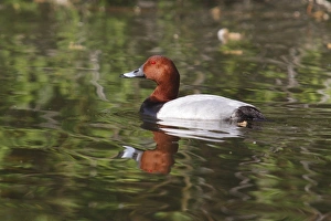 Common Pochard -Aythya ferina-, drake, Hungary Common Pochard -Aythya ferina-, drake, Hungary