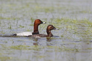 Common Pochard -Aythya ferina- pair courting in shallow water, Burgenland, Austria Common Pochard -Aythya ferina- pair courting in shallow water, Burgenland, Austria
