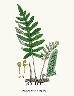 Magical world illustration/botanical illustrations english botany coloured figures british plants/common polypody Magical world illustration/botanical illustrations english botany coloured figures british plants/common polypody