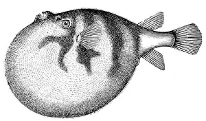 Common Puffer or Pufferfish (Tetraodon Cutcutia) Common Puffer or Pufferfish (Tetraodon Cutcutia)