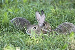 Common Rabbits -Oryctolagus cuniculus-, lying in the grass, Lower Austria, Austria Common Rabbits -Oryctolagus cuniculus-, lying in the grass, Lower Austria, Austria