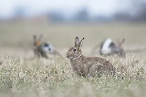 Common Rabbits -Oryctolagus cuniculus- on meadow, National Park Neusiedler See-Seewinkel Common Rabbits -Oryctolagus cuniculus- on meadow, National Park Neusiedler See-Seewinkel