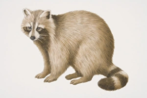 Common Raccoon (procyon lotor), side view Common Raccoon (procyon lotor), side view