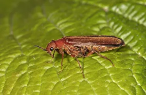 Common Red Soldier Beetle -Rhagonycha fulva-, Untergroningen, Abtsgmuend, Baden-Wurttemberg, Germany Common Red Soldier Beetle -Rhagonycha fulva-, Untergroningen, Abtsgmuend, Baden-Wurttemberg, Germany